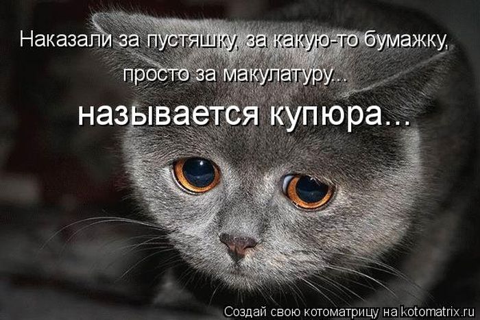 Лучшие котоматрицы недели