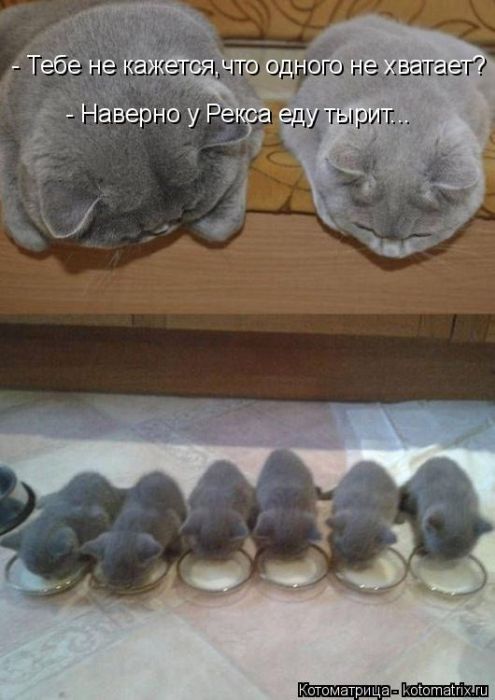 Лучшие котоматрицы недели