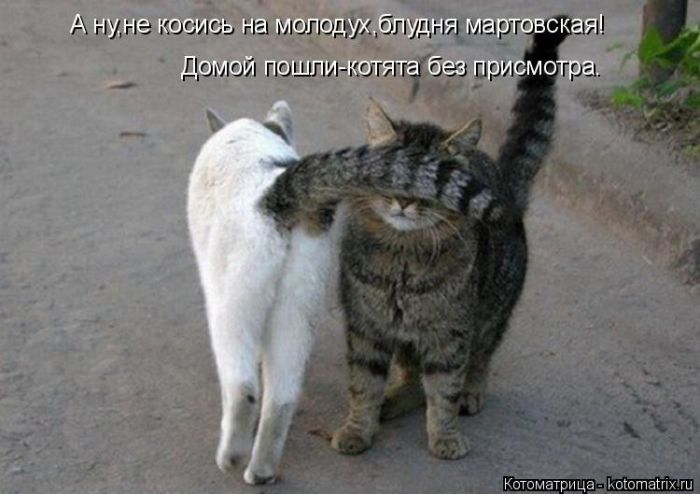 Лучшие котоматрицы недели