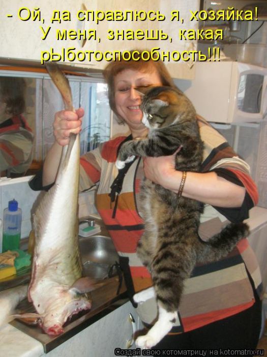 Лучшие котоматрицы недели