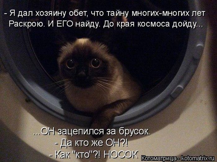 Лучшие котоматрицы недели