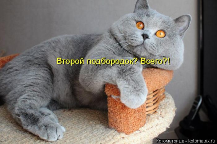 Лучшие котоматрицы недели