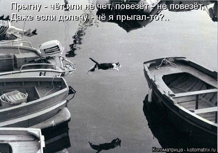 Лучшие котоматрицы недели