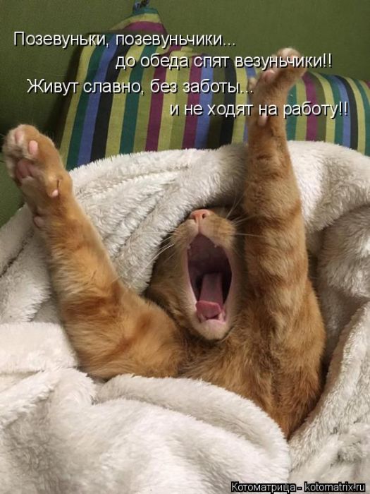 Лучшие котоматрицы недели