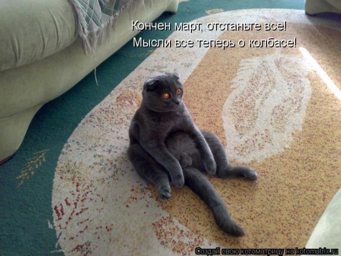 Лучшие котоматрицы недели