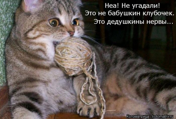 Лучшие котоматрицы недели