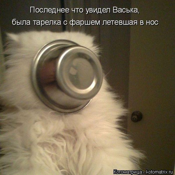 Лучшие котоматрицы недели