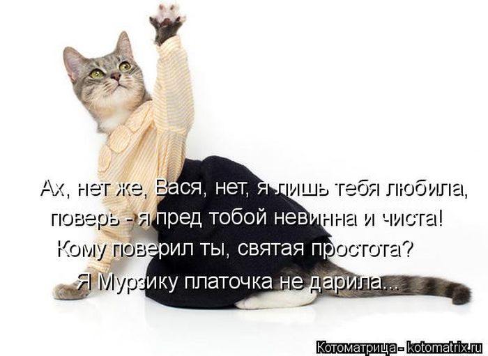 Лучшие котоматрицы недели