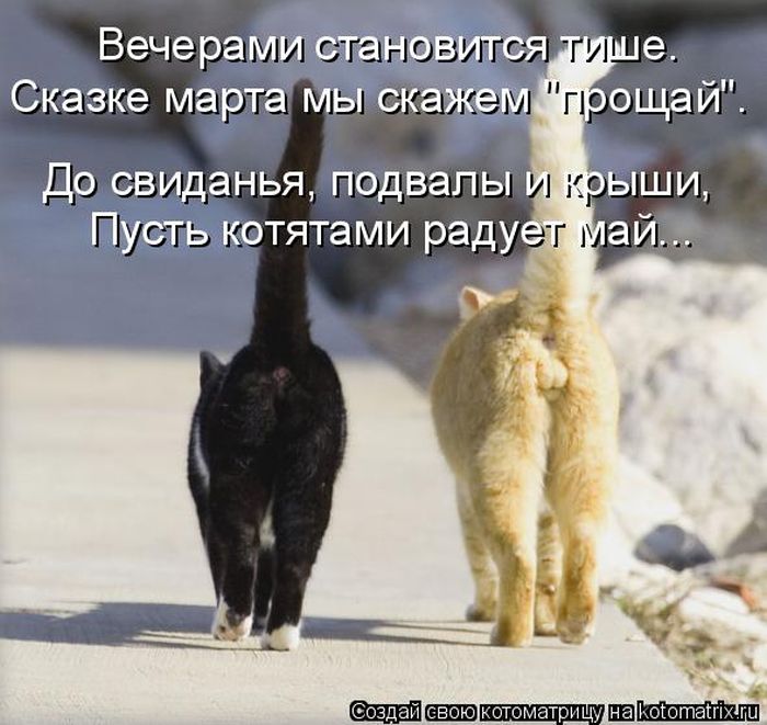 Лучшие котоматрицы недели