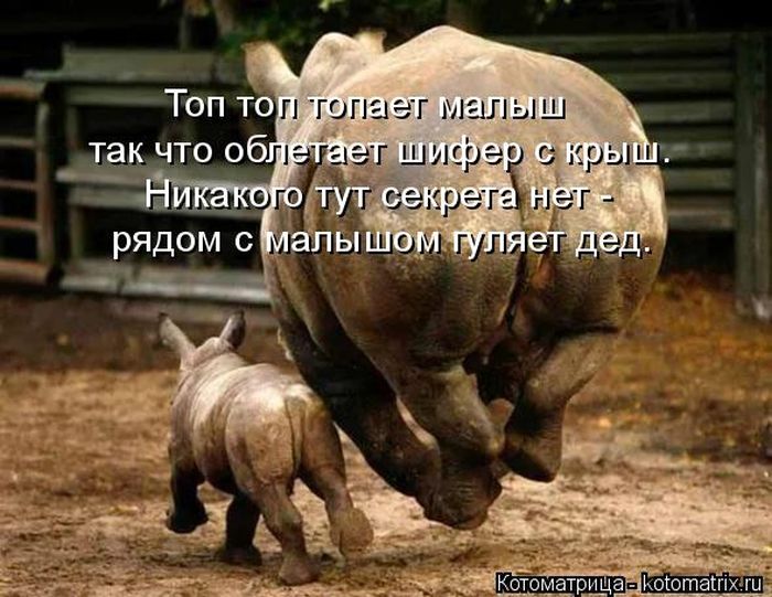 Лучшие котоматрицы недели