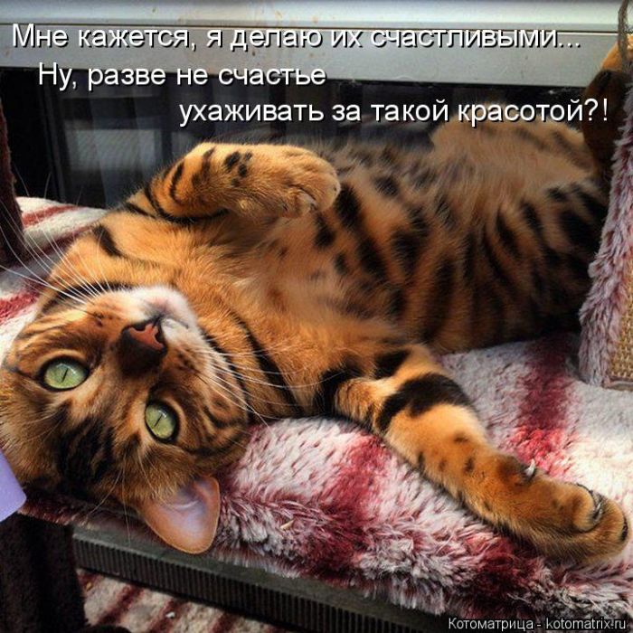 Лучшие котоматрицы недели