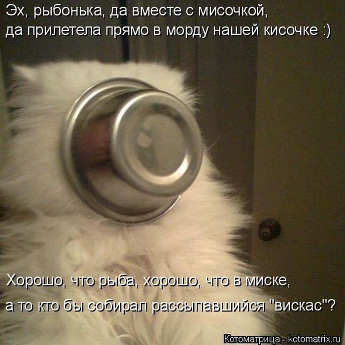 Лучшие котоматрицы недели