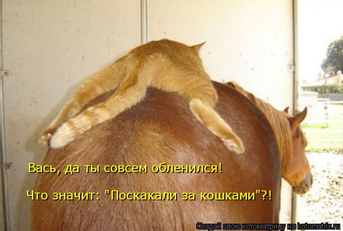 Лучшие котоматрицы недели