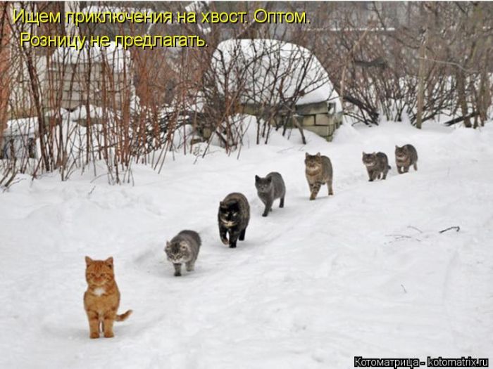 Лучшие котоматрицы недели