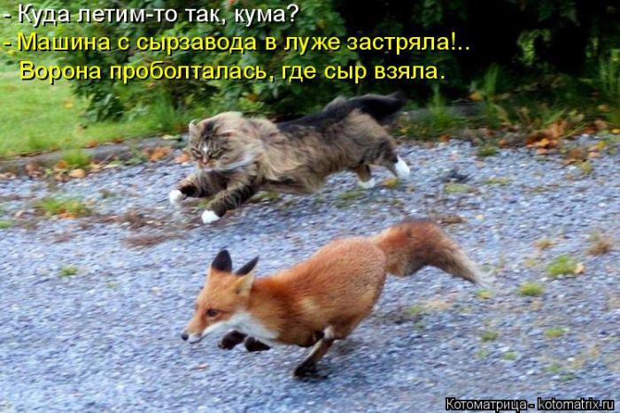 Лучшие котоматрицы недели