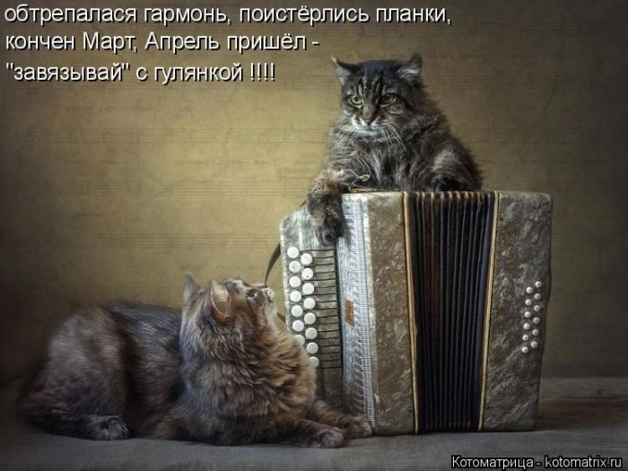 Лучшие котоматрицы недели