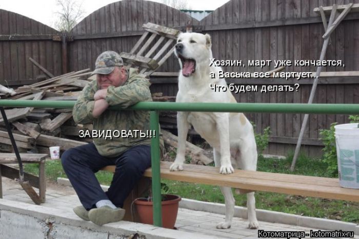 Лучшие котоматрицы недели