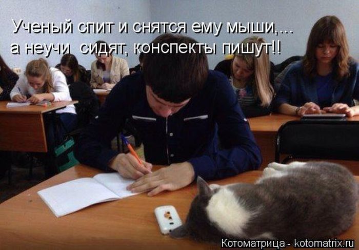 Лучшие котоматрицы недели