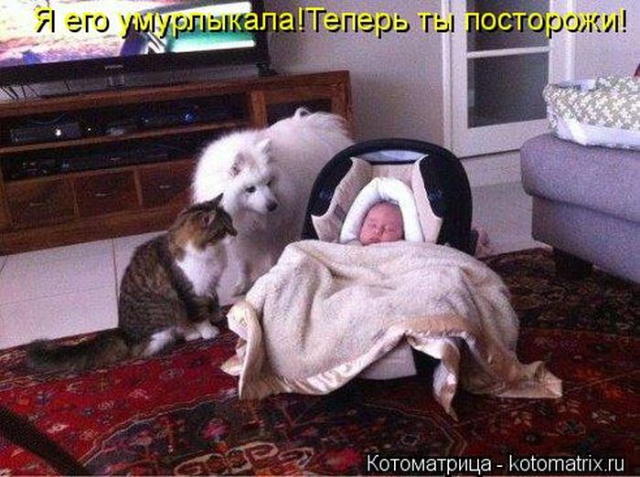 Лучшие котоматрицы недели