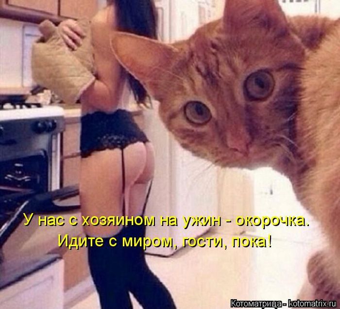 Лучшие котоматрицы недели