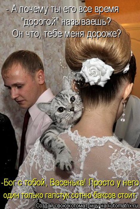 Лучшие котоматрицы недели