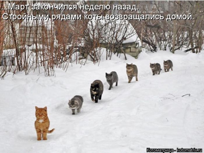 Лучшие котоматрицы недели