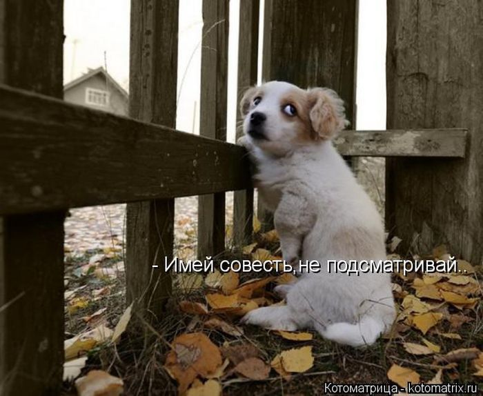 Лучшие котоматрицы недели