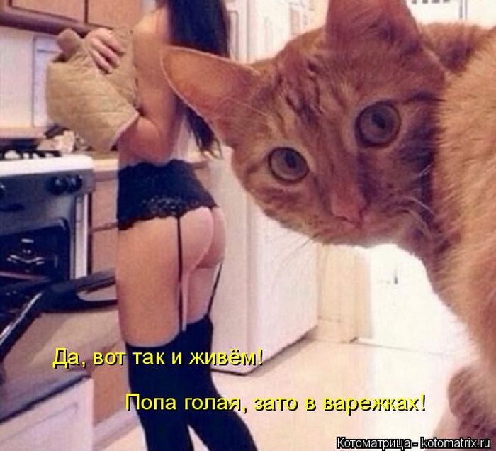 Лучшие котоматрицы недели