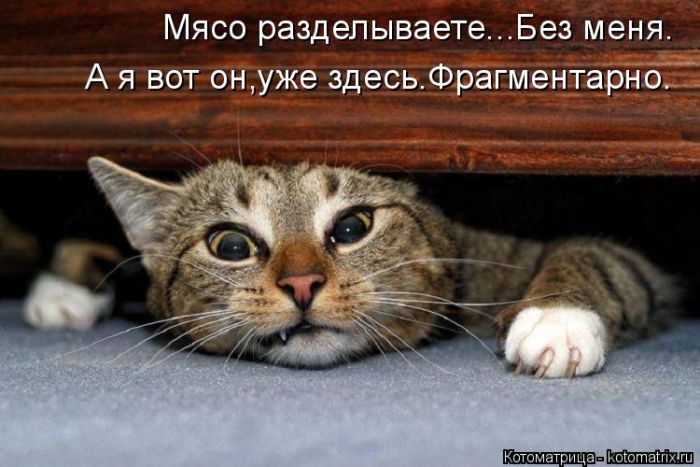 Лучшие котоматрицы недели