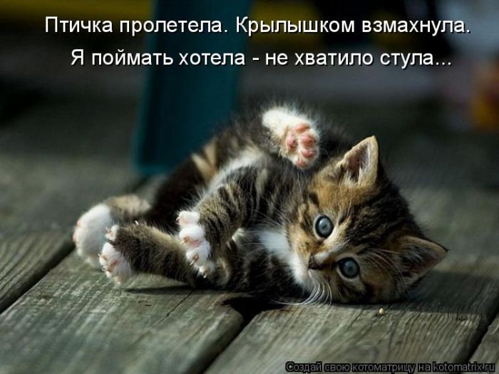 Лучшие котоматрицы недели