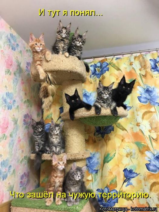 Лучшие котоматрицы недели