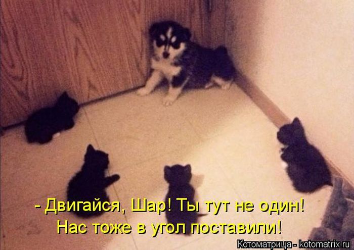 Лучшие котоматрицы недели