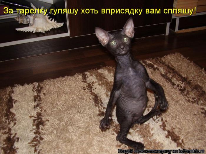 Лучшие котоматрицы недели