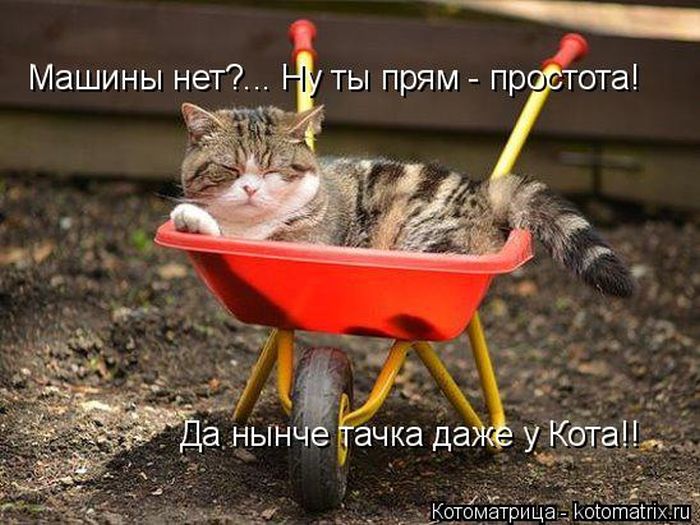 Лучшие котоматрицы недели