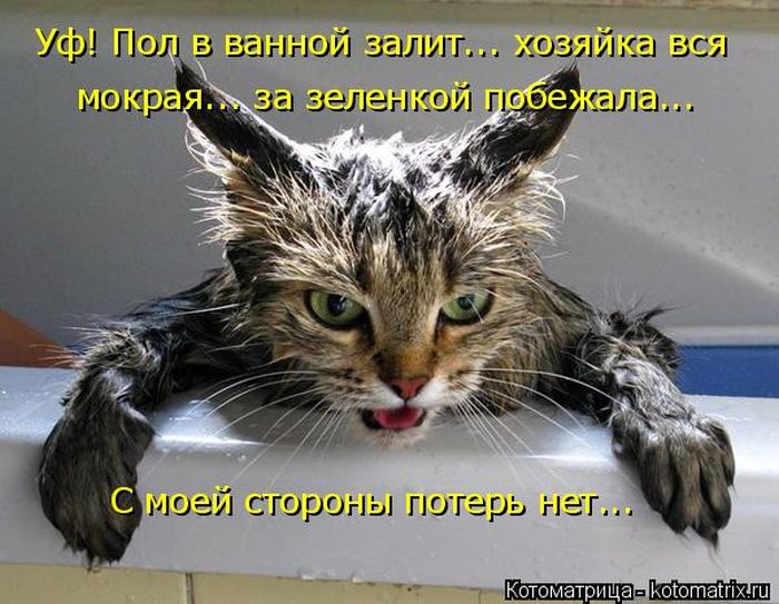 Лучшие котоматрицы недели