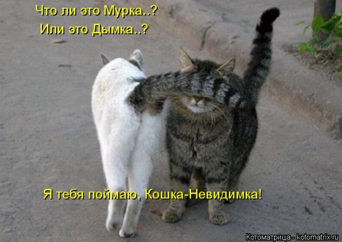 Лучшие котоматрицы недели