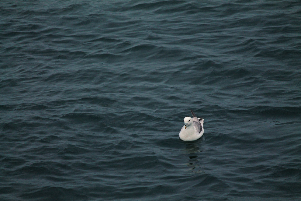 Старая гавань в Рейкьявике