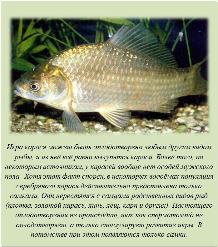 Факты в картинках