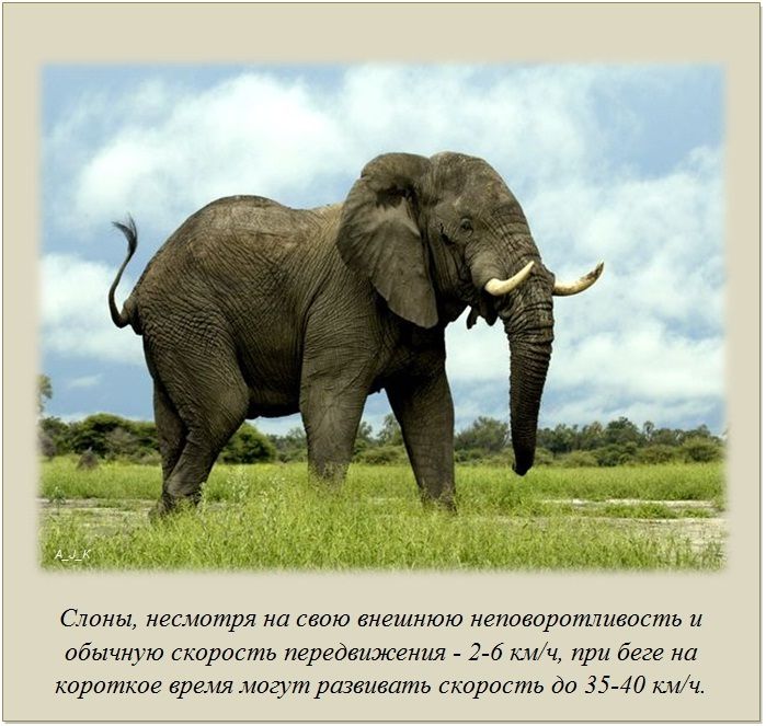 Факты в картинках