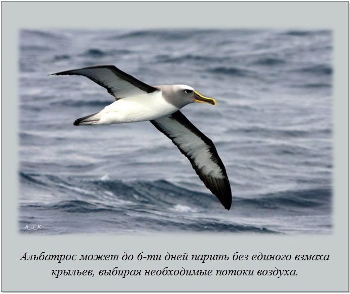 Факты в картинках