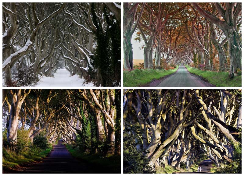 Древесный тоннель – аллея из буков в Ирландии (19 фото)