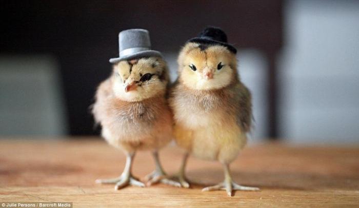 Цыплята в шляпах (11 фото)