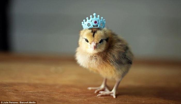 Цыплята в шляпах (11 фото)