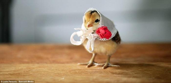 Цыплята в шляпах (11 фото)