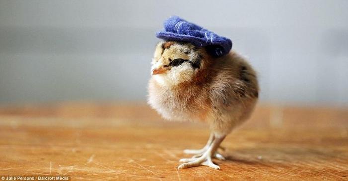 Цыплята в шляпах (11 фото)