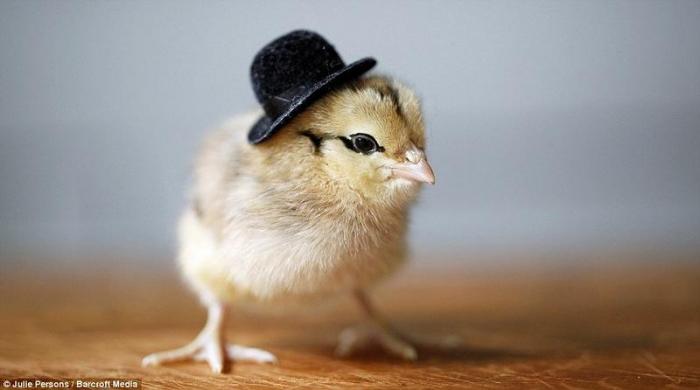 Цыплята в шляпах (11 фото)