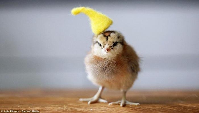 Цыплята в шляпах (11 фото)