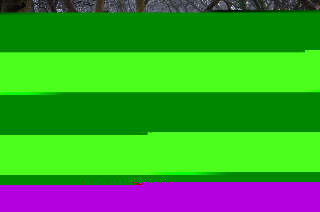 Древесный тоннель – аллея из буков в Ирландии (19 фото)