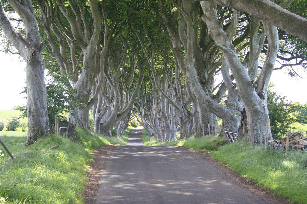 Древесный тоннель – аллея из буков в Ирландии (19 фото)