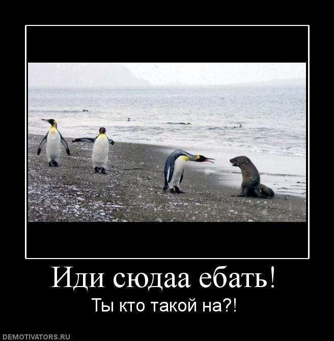 Демотиваторы (63 фото)